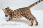 Rassekatze Bengal